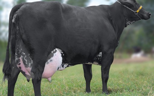 Vaca brasileira produz 100 mil litros de leite e vira referência mundial -  Revista Globo Rural | Boi