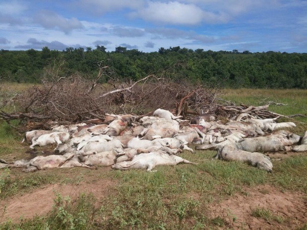 Raio mata cavalos em Salmourão - - Notícia - Ocnet