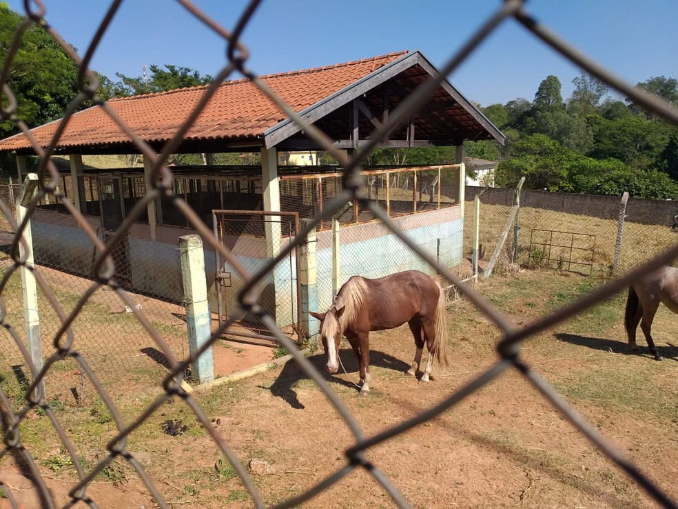 Égua que caiu dentro de cozinha está apreendida no Centro de Controle de Zoonoses de Presidente Prudente — Foto: Heloise Hamada/G1