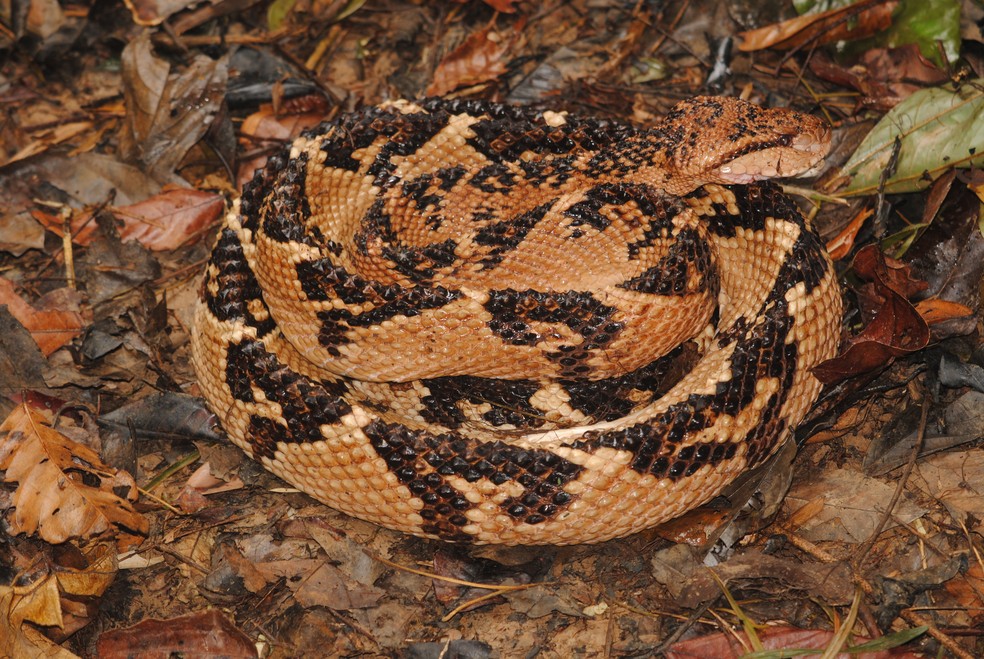 "Sururucu" ou "pico-de-jaca", como é conhecida a espécie Lachesis muta, é a maior serpente peçonhenta da América Latina, podendo atingir até 3,5 metros de comprimento. — Foto: Divulgação/Sérgio Marques de Souza