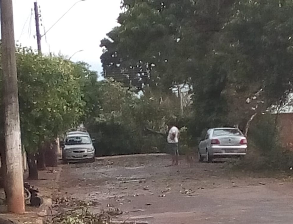 Quedas de árvores foram registradas em Narandiba — Foto: Neyde Alves de Almeida/Cedida