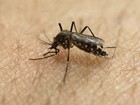 China usa bactéria em mosquitos contra zika, dengue e febre amarela