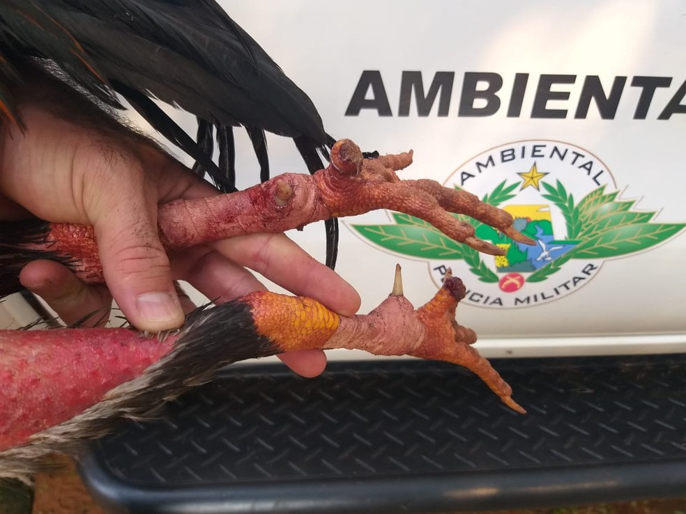 Aves foram encontradas em situação de maus tratos — Foto: Polícia Ambiental