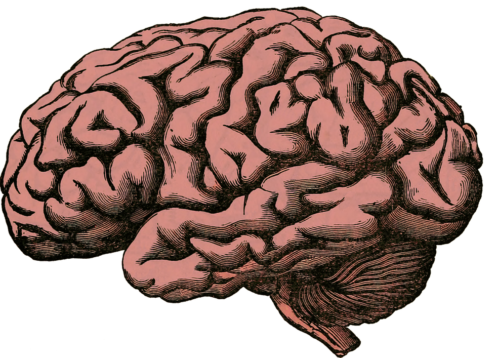 O crescimento e a manutenção do tecido cerebral exigem muita energia — Foto: Pixabay