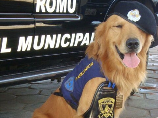 Cão Marley trabalhou 10 anos como cão farejador da Guarda Civil Municipal  (Foto: Arquivo pessoal/Juceil Batista Rodrigues)