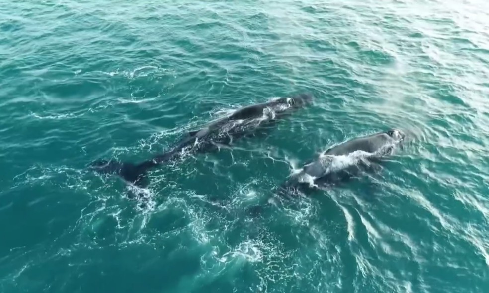 Drones são usados para observação das baleias — Foto: Reprodução/Rede Globo