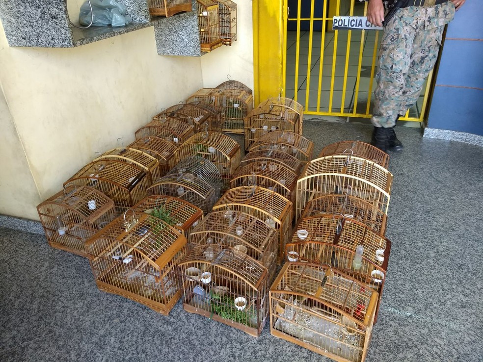 Polícia Ambiental apreende 30 pássaros em São José de Ubá (Foto: Divulgação/Polícia Ambiental)