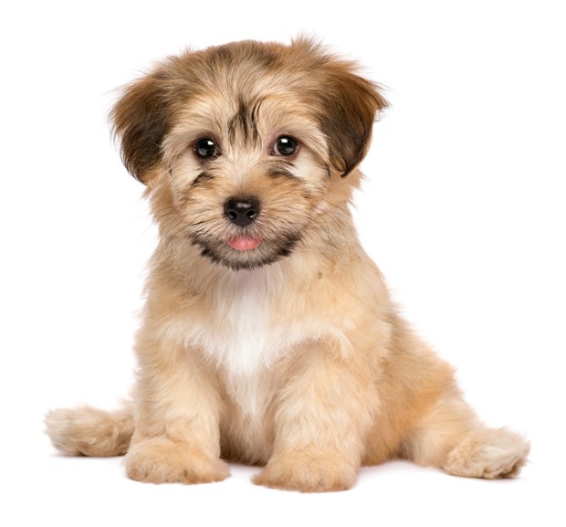 Cute havanese puppy dog is sitting frontal and looking at camera, isolated on white background (Foto: Getty Images/iStockphoto)