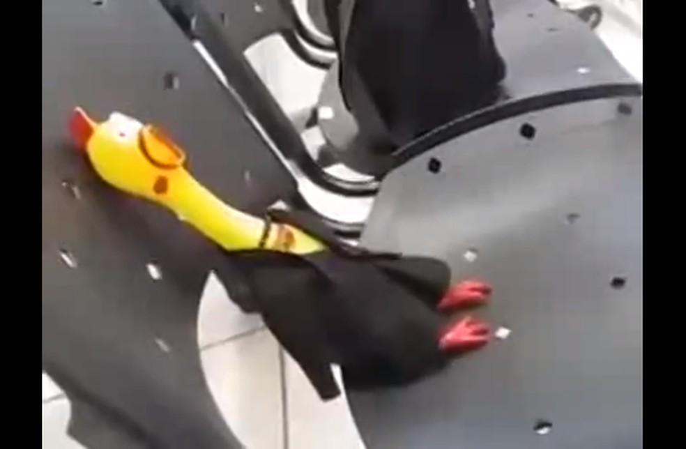 Galinha de plástico, Fiorela, virou personagem de denúncias contra a gestão pública no interior do Ceará — Foto: Reprodução