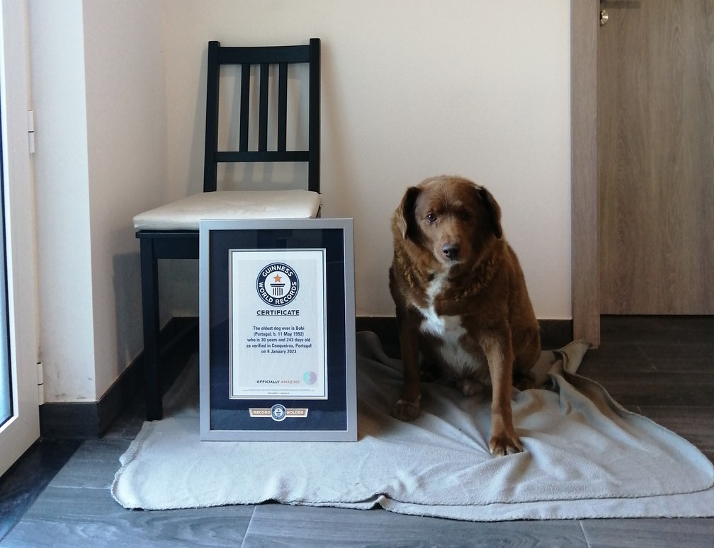 Imagem de Bobi, um mastim português de quase 31 anos, em Portugal, com o certificado do livro dos recordes — Foto: Guinness World Record