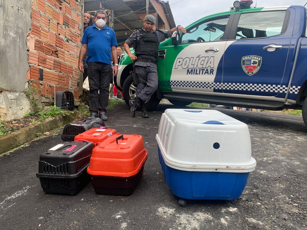 Animais foram resgatados na manhã desta segunda-feira (31). — Foto: Karla Mendes/g1 AM