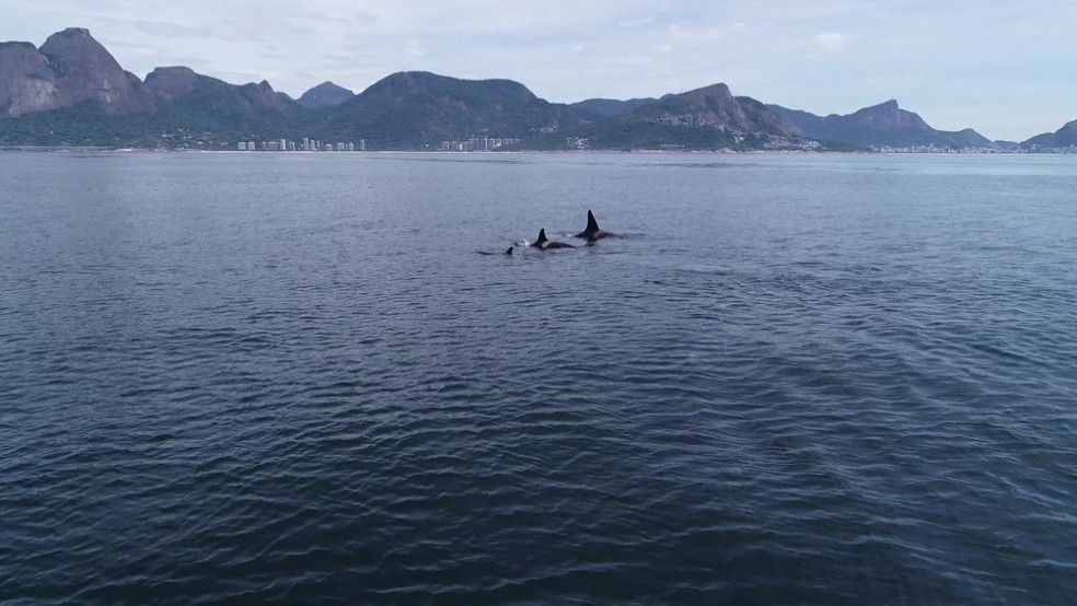 Os animais aparecem na orla do Rio nessa época do ano em busca de alimento — Foto: Divulgação/ Maqua-Uerj