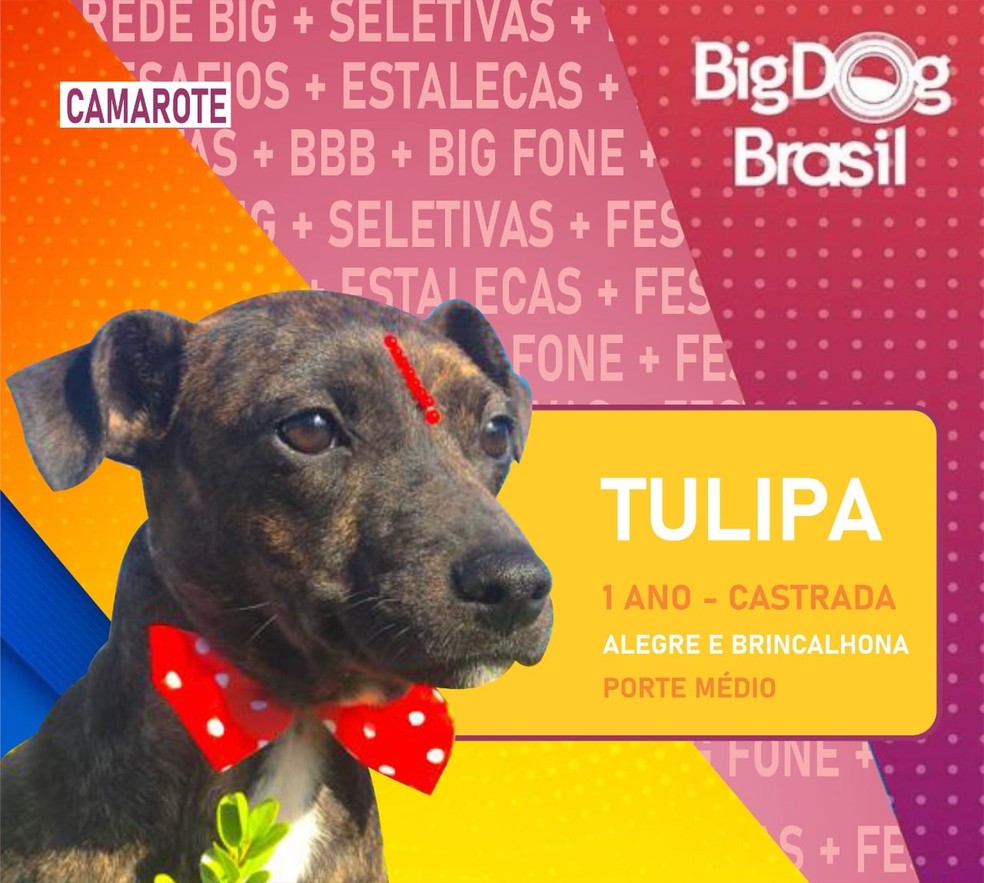 Cães participam do Big Dog Brasil, em Pinhais — Foto: Divulgação/Prefeitura de Pinhais