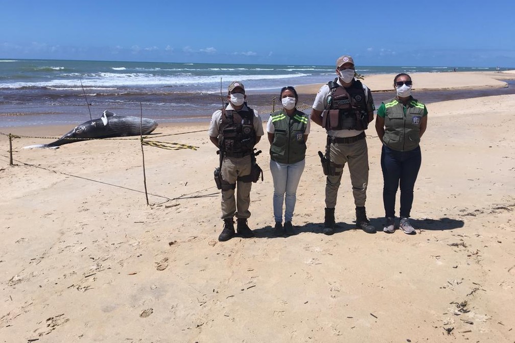 Filhote de baleia foi achado nesta quarta-feira — Foto: Secretaria de Meio Ambiente de Porto Seguro