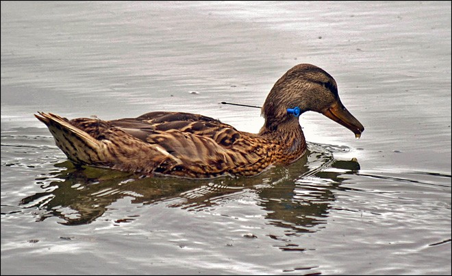 Imagem de pato com dardo no pescoço foi feita no Lago Sacajawea, em Longview, nos EUA. Moradores se mobilizaram para tentar capturar a ave. (Foto: Robert Hawley/AP)