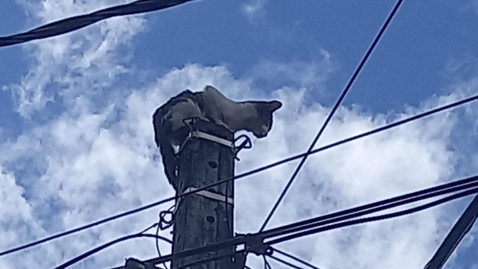 VÍDEO: gato é resgatado de topo de poste de telefonia em Fortaleza