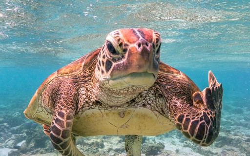 Estas Sao As Fotos De Animais Mais Engracadas De 2020 Casa Vogue Curiosidades