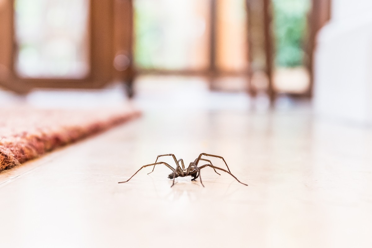 significado de aranha dentro de casa