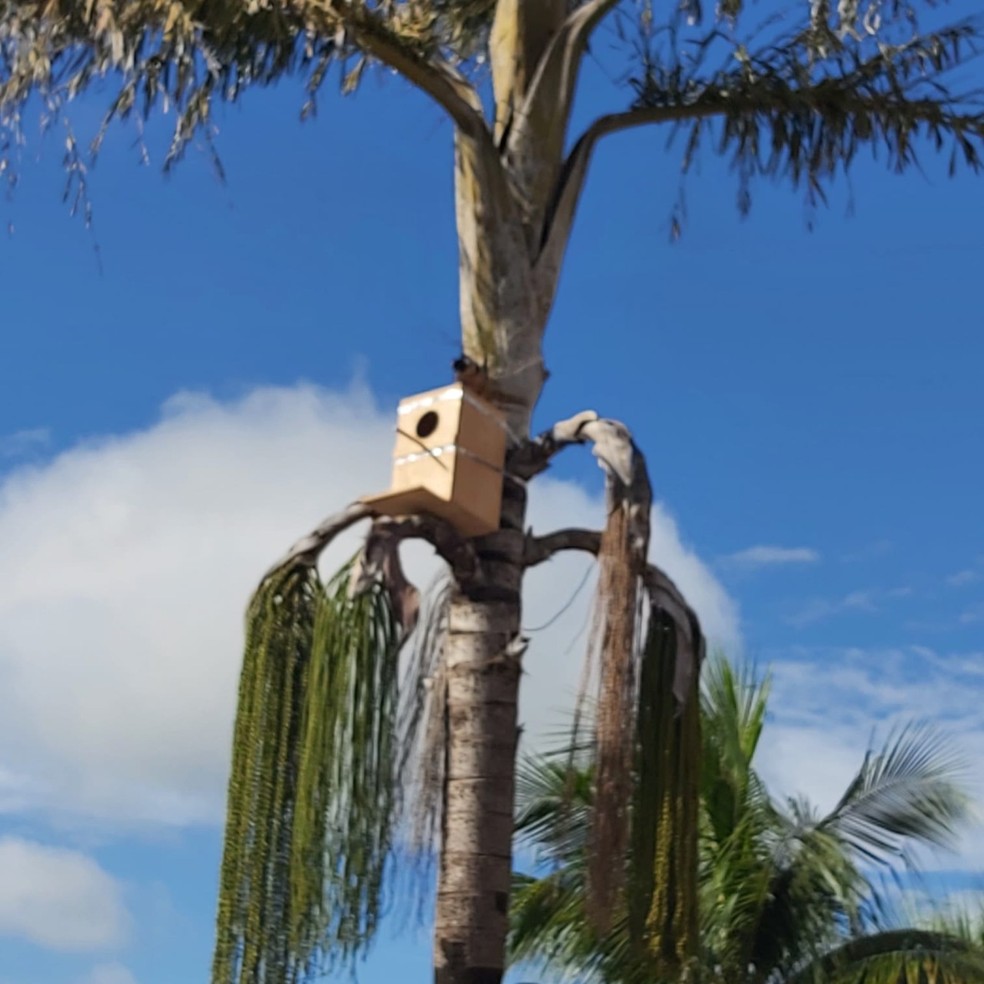 Ninhos artificiais são instalados em Adamantina (SP) para a reprodução da arara-canindé — Foto: Divulgação