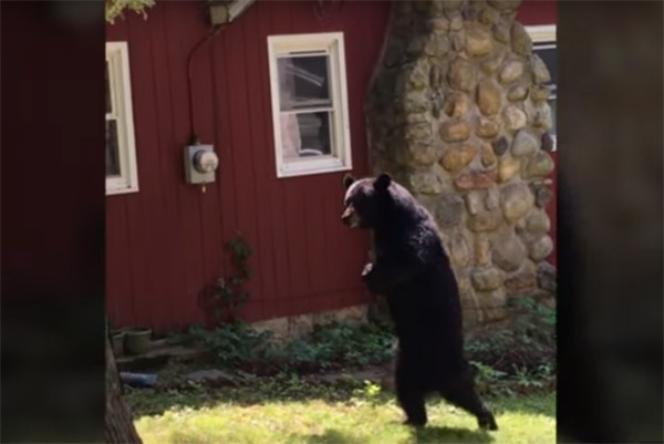 Urso que anda como humano é flagrado nos EUA (Foto: Reprodução /  YouTube)