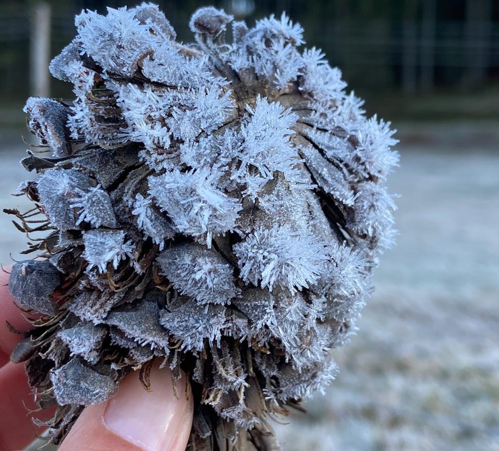 sul de minas registra temperaturas abaixo de 0º c e geada veja fotos sul de minas g1