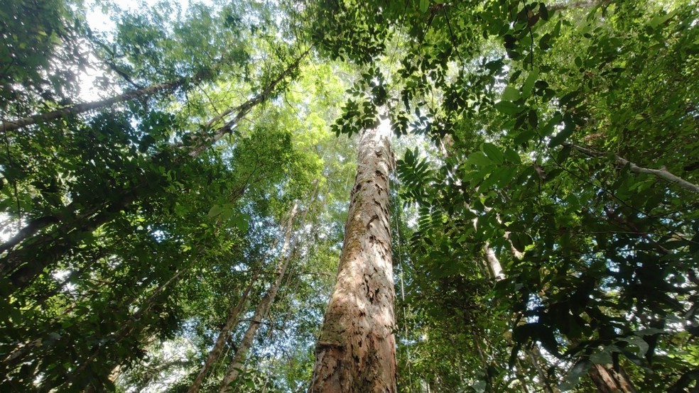 Árvores gigantes são responsáveis por grande parte da biomassa do bioma local no Amapá — Foto: Rafael Aleixo/Acervo Pessoal