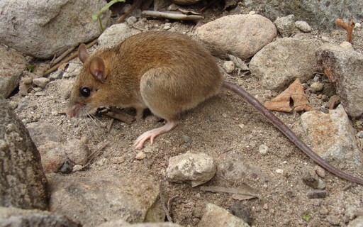 Rato gigante aparece em praia #animaisnotiktok #biologia #ratos #curio