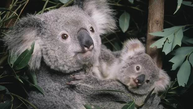 Os coalas sofreram uma perda dramática de habitat na Austrália (Foto: Getty Images via BBC)