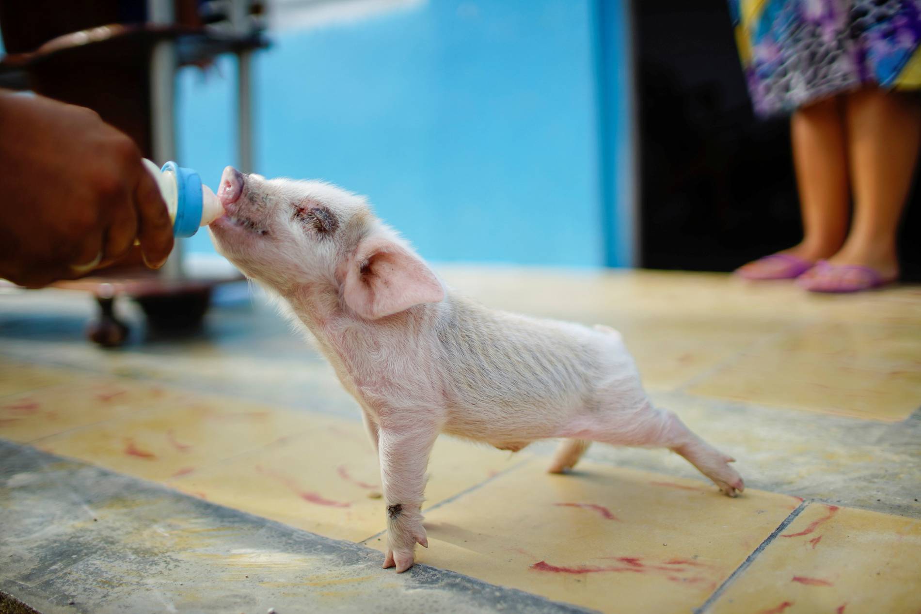 Um porco de estimação de 13 dias recebe sua porção diária de leite antes de ser levado para outra casa devido à chegada do furacão Irma em Caibarien, Cuba