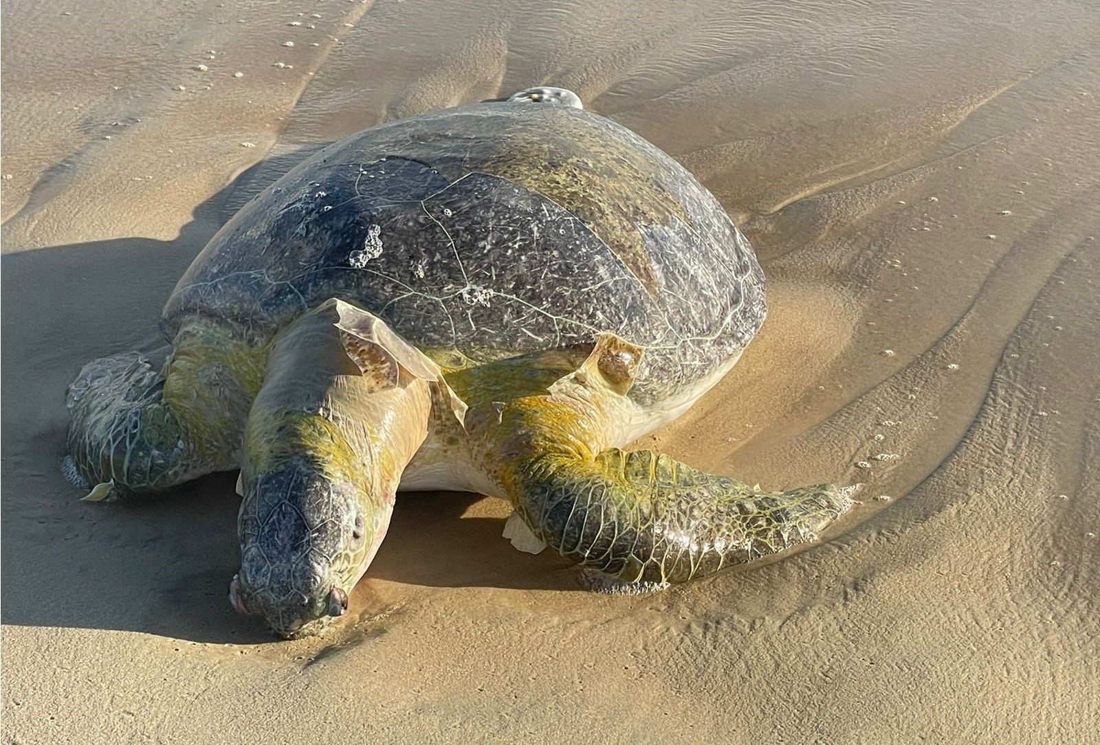 Tartaruga é encontrada morta presa a saco plástico em praia do Ceará