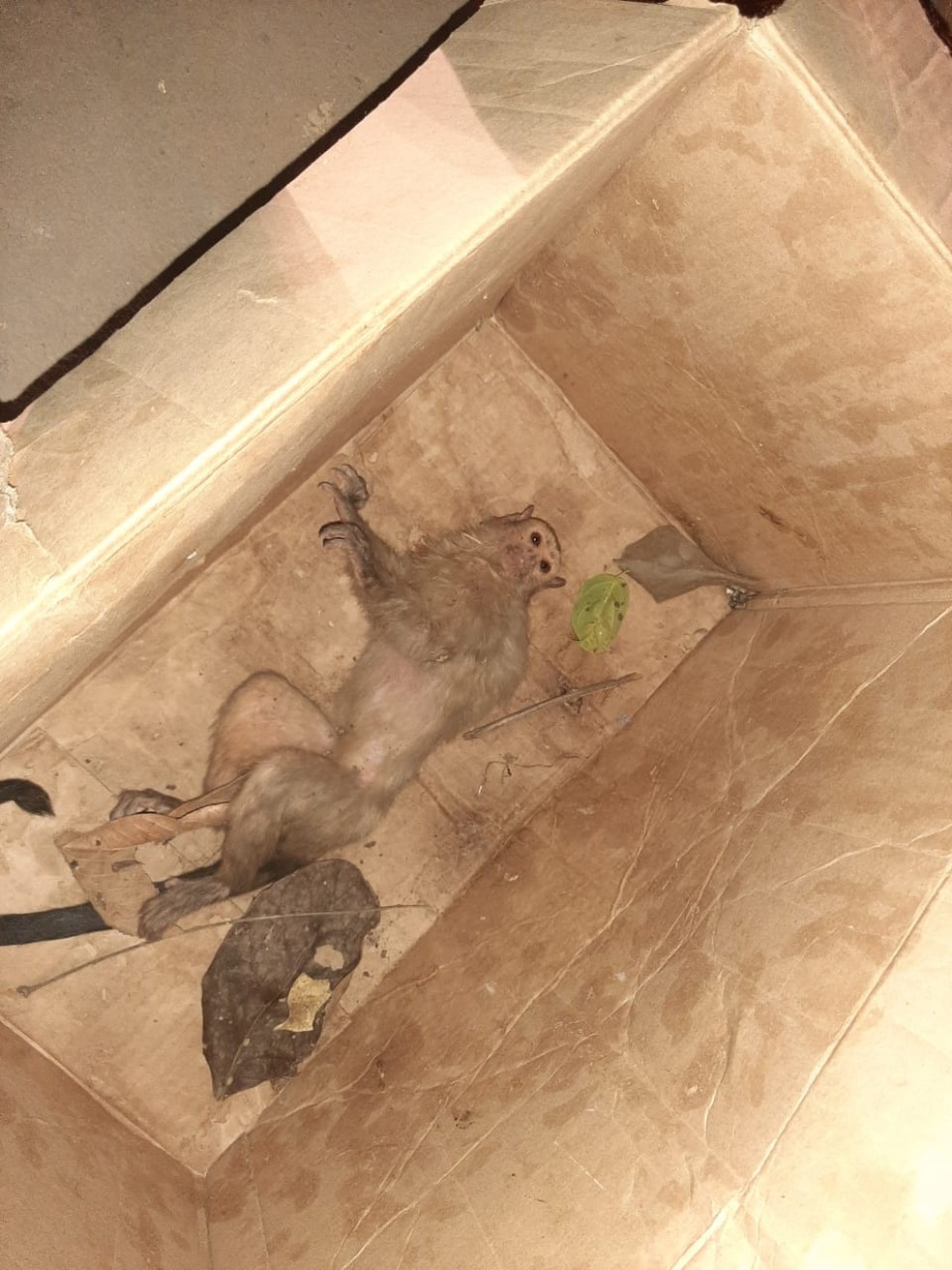 Macaco foi atropelado e resgatado por ONG em Sinop (MT) — Foto: APAMS