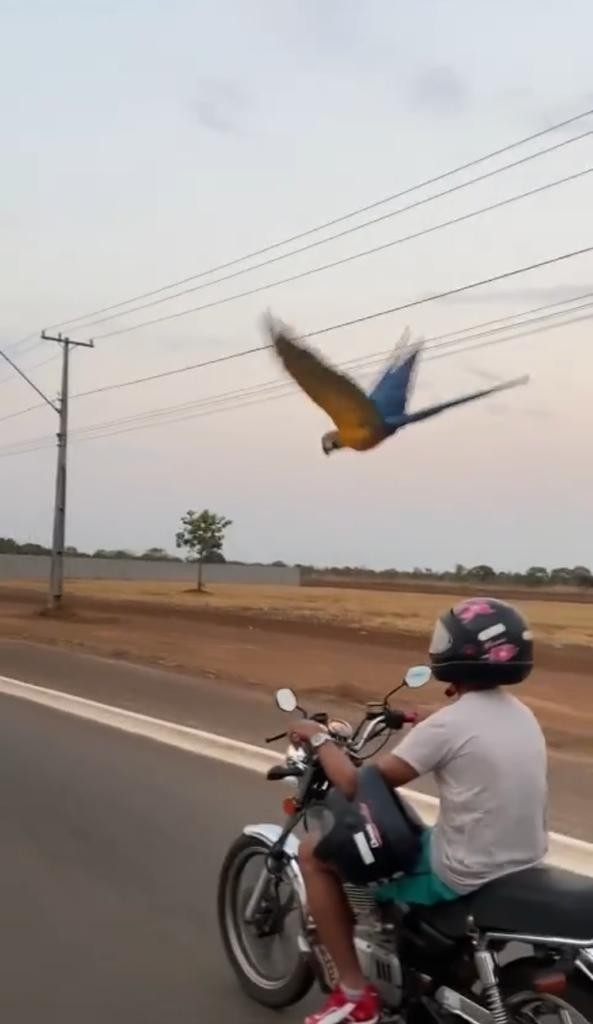 VÍDEO: Arara voa ao lado de motociclista no meio de avenida em Palmas: ‘Cena maravilhosa’