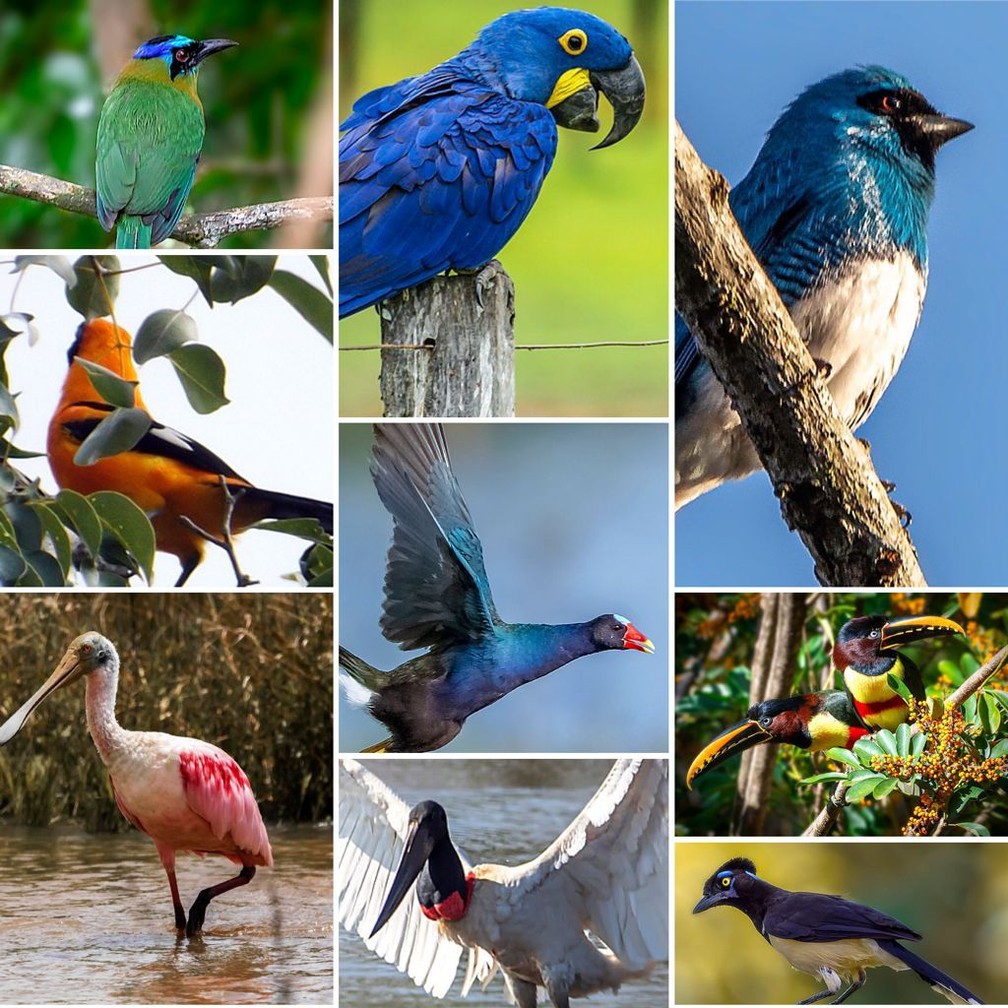 Pantanal de cores: Veja as aves mais coloridas e bonitas do bioma | Mato  Grosso do Sul | G1