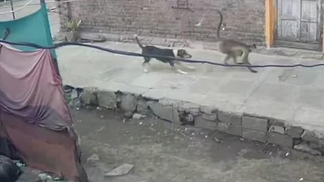 Guerra entre macacos e cães assusta moradores na Índia  (Foto: Reprodução/DailyMail)