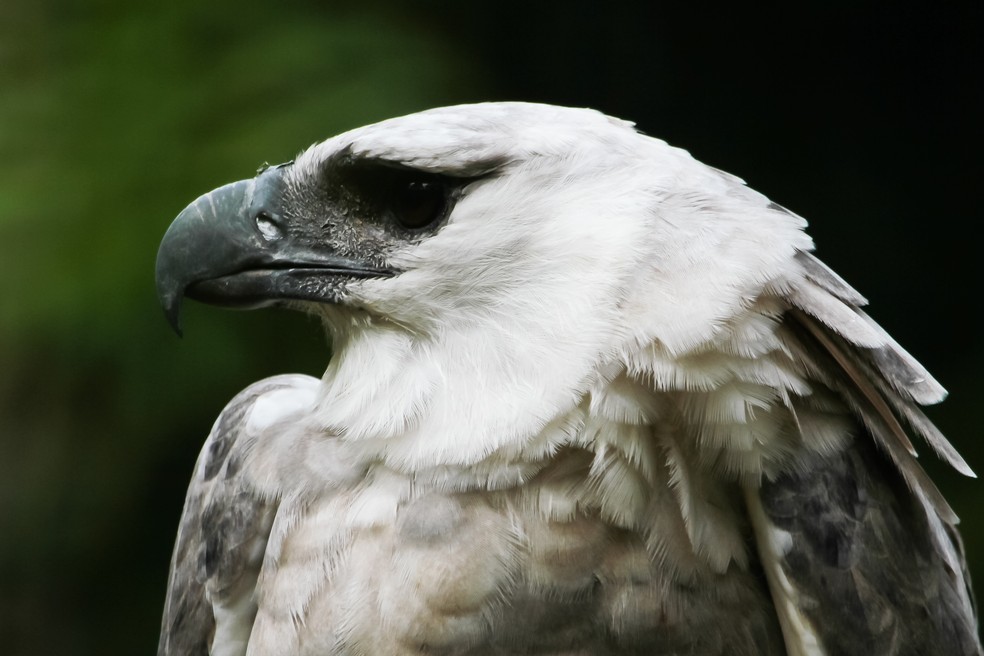 Uiraçu é conhecido também como gavião-real (Foto: Zé Edu Camargo/Dicas da Gente)