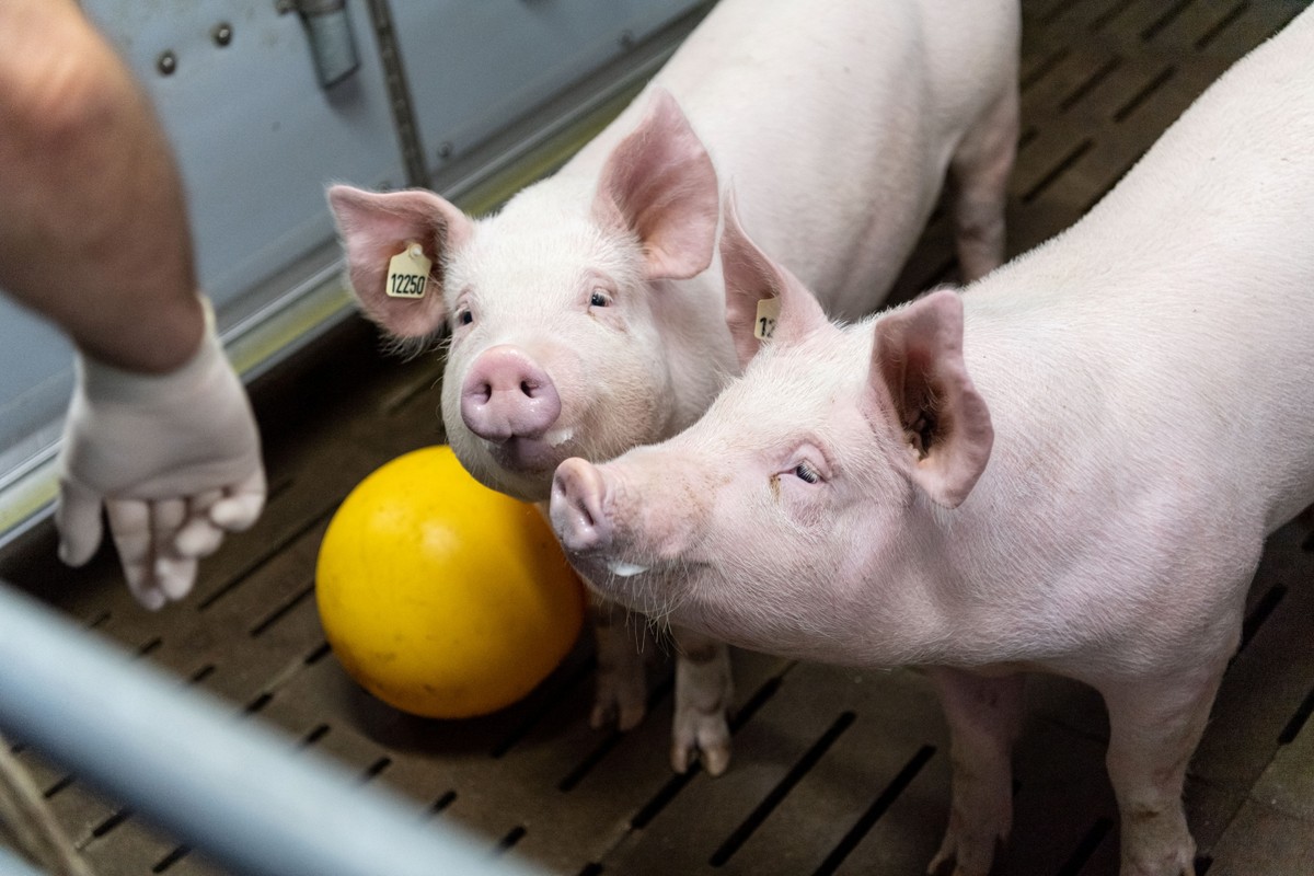 Deutsche Forscher züchten Schweine für menschliche Herztransplantationen |  landwirtschaftlicher Betrieb