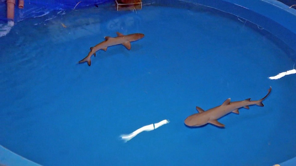 Filhotes de tubarão-galha-branca-de-recife — Foto: Reprodução/TV Globo