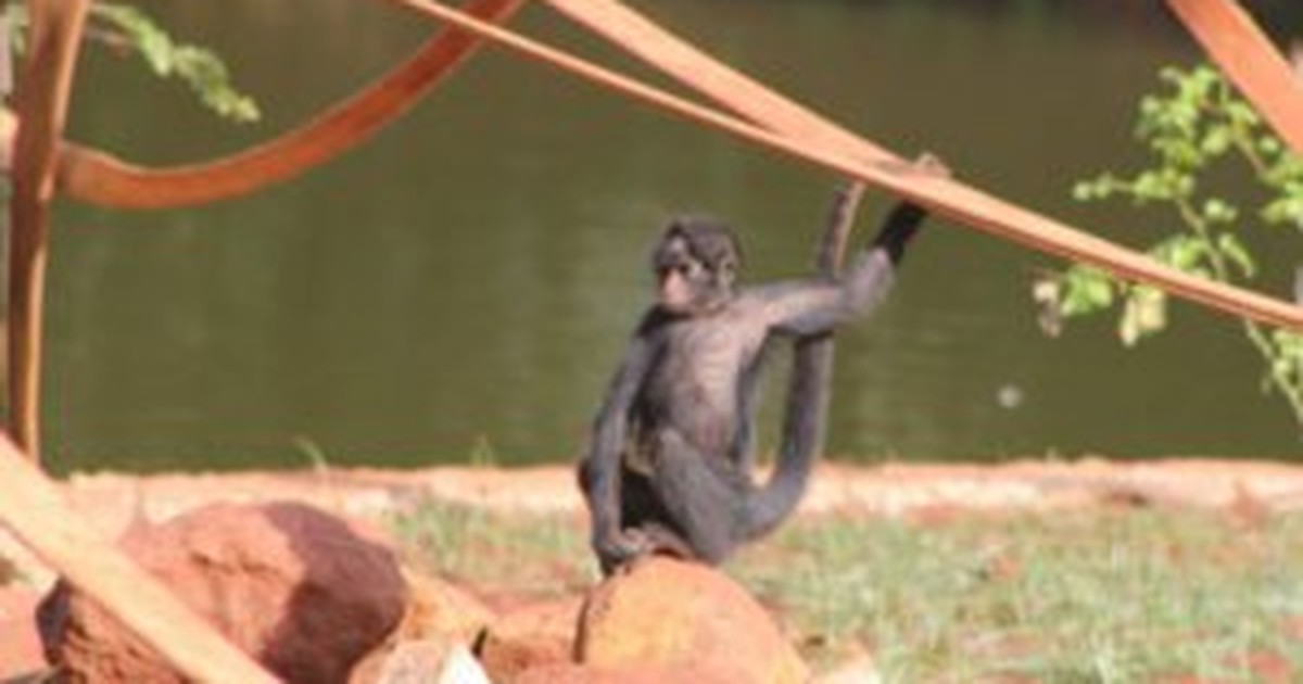 G1 - Macaco-aranha-de-cara-preta - notícias em Fauna