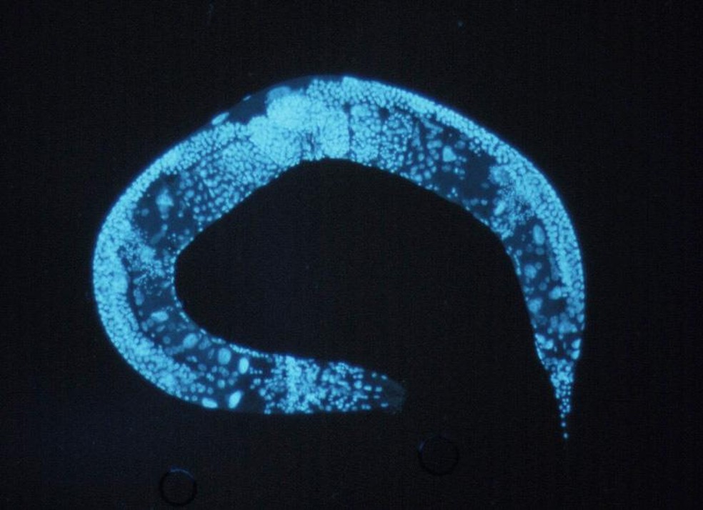 Caenorhabditis elegans, verme analisado em pesquisa sobre longevidade do LaboratÃ³rio de Biologia do Envelhecimento, do Instituto de Biologia (IB) da Unicamp, em Campinas. â€” Foto: Sarah Azoubel Lima/DivulgaÃ§Ã£o