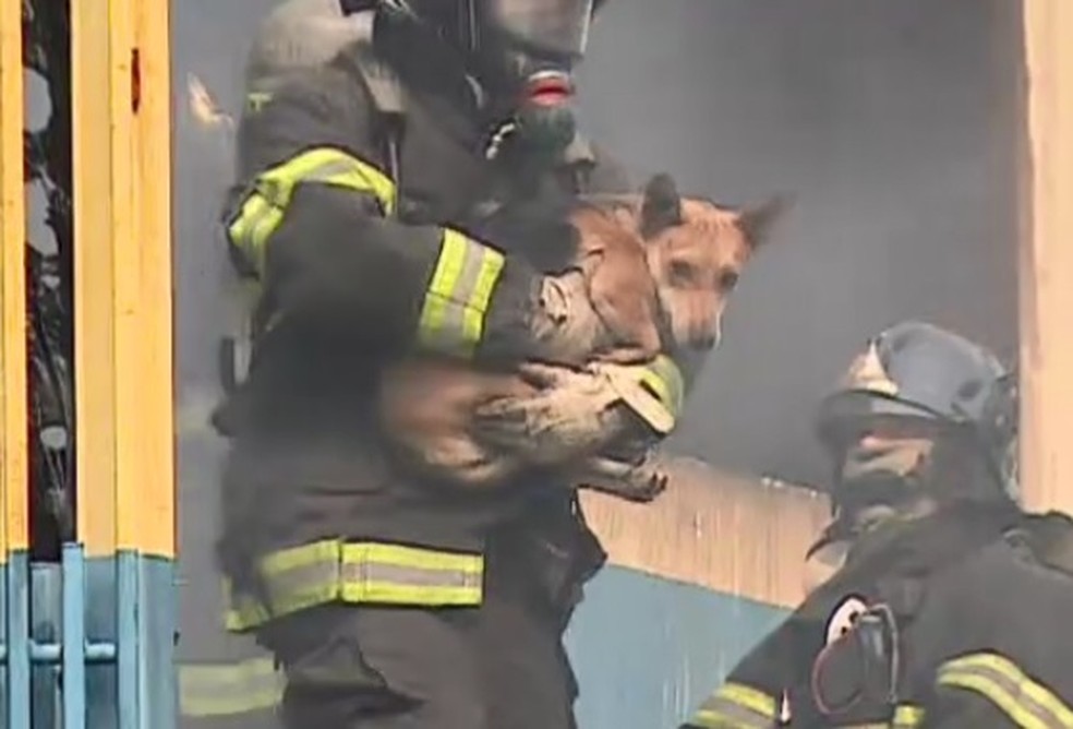 Cachorro foi resgatado durante incêndio em prédio na zona leste de São José dos Campos — Foto: Reprodução/TV Vanguarda
