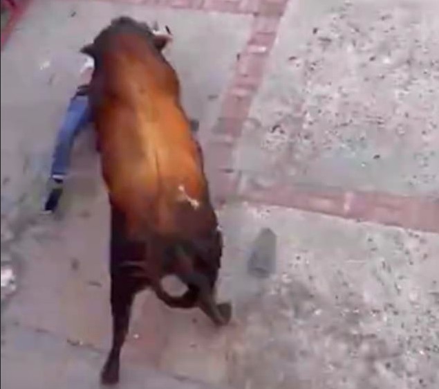 O ataque do touro que resultou na morte de um homem em evento no norte da Espanha (Foto: Reprodução)