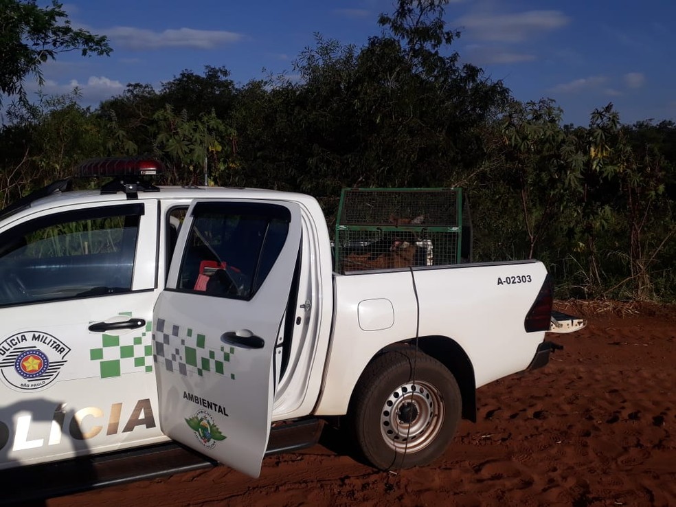 Lobo-guará foi capturado e solto em seu habitat — Foto: Polícia Ambiental