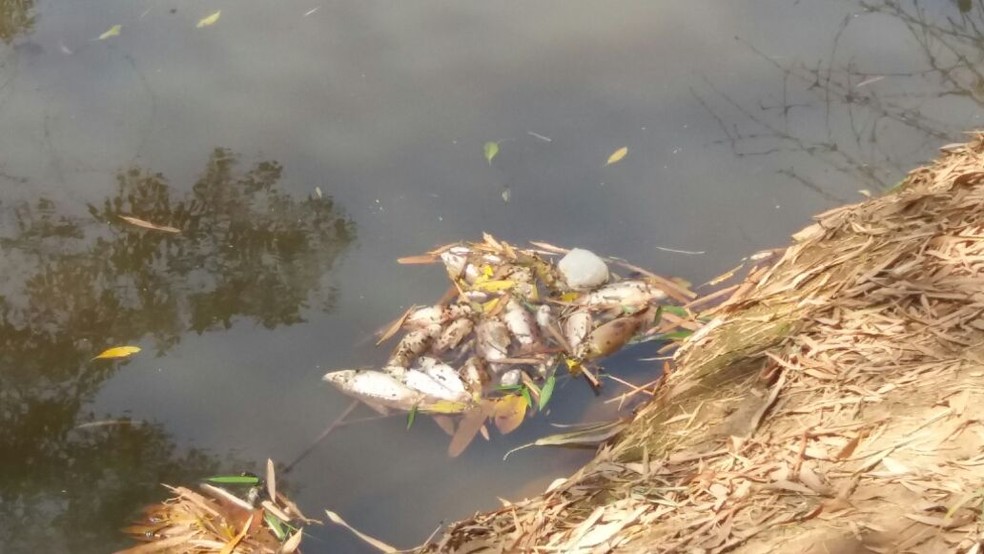 Peixes foram encontrados mortos em rio (Foto: Secretaria de Meio Ambiente de Rondonópolis-MT)