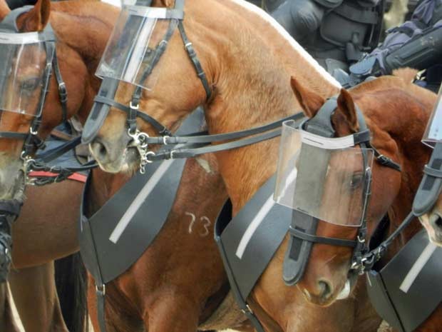 G1 - Tropa de Choque reforça proteção para cavalaria durante a Copa em SP -  notícias em São Paulo