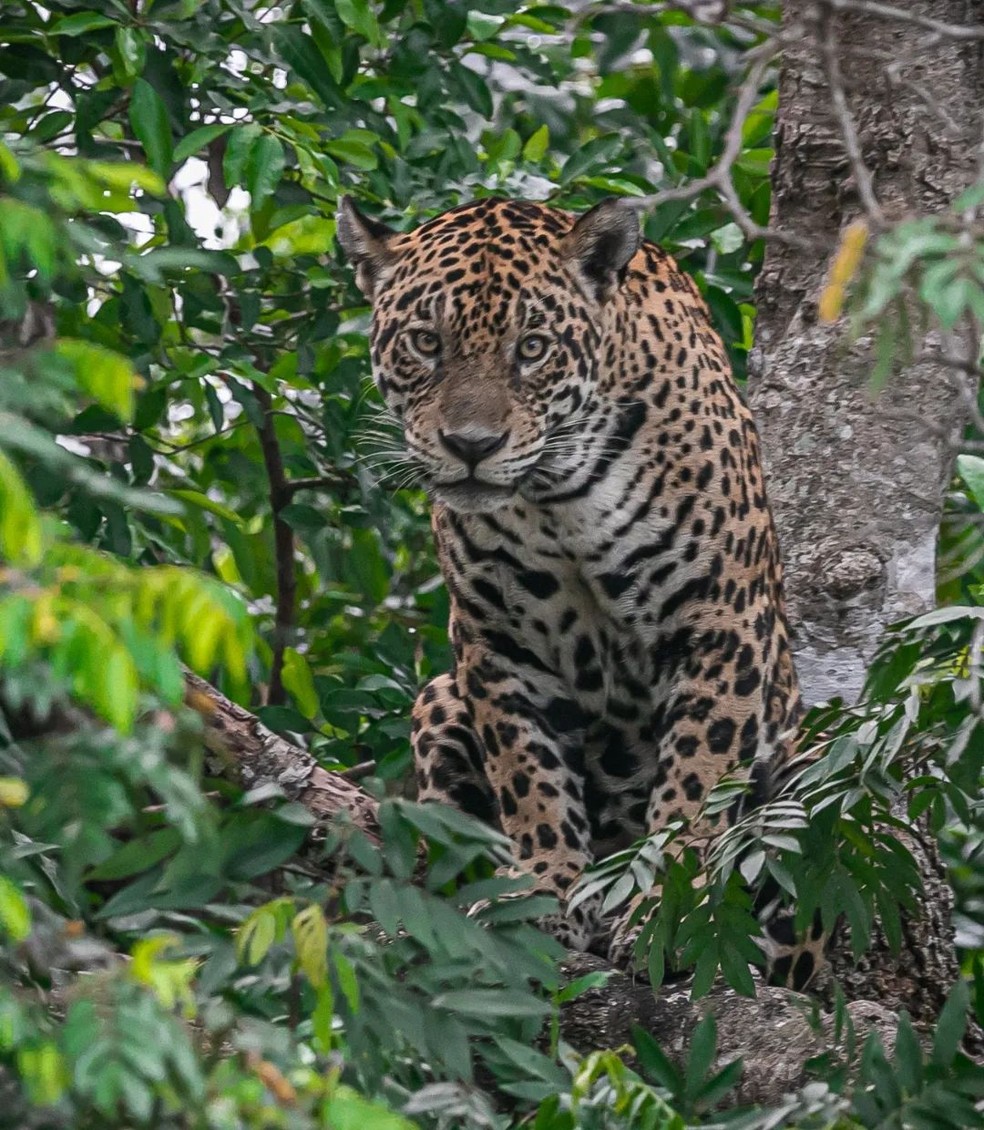Felino é visto por turistas no Pantanal de MS — Foto: Edir Alves/ Reprodução 