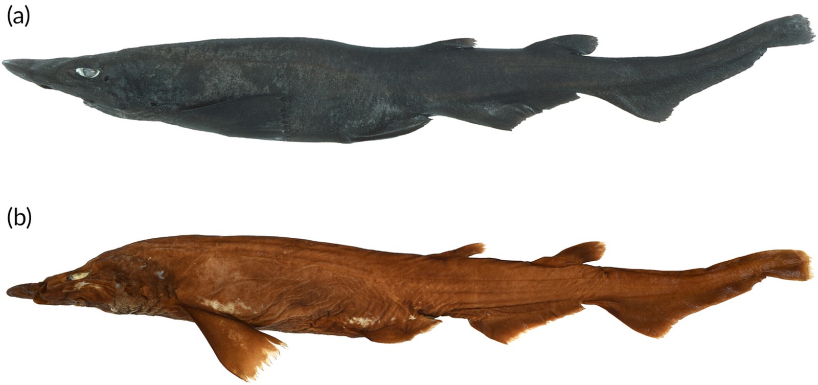 Nova espécie de tubarão Apristurus ovicorrugatus — Foto: William T. White