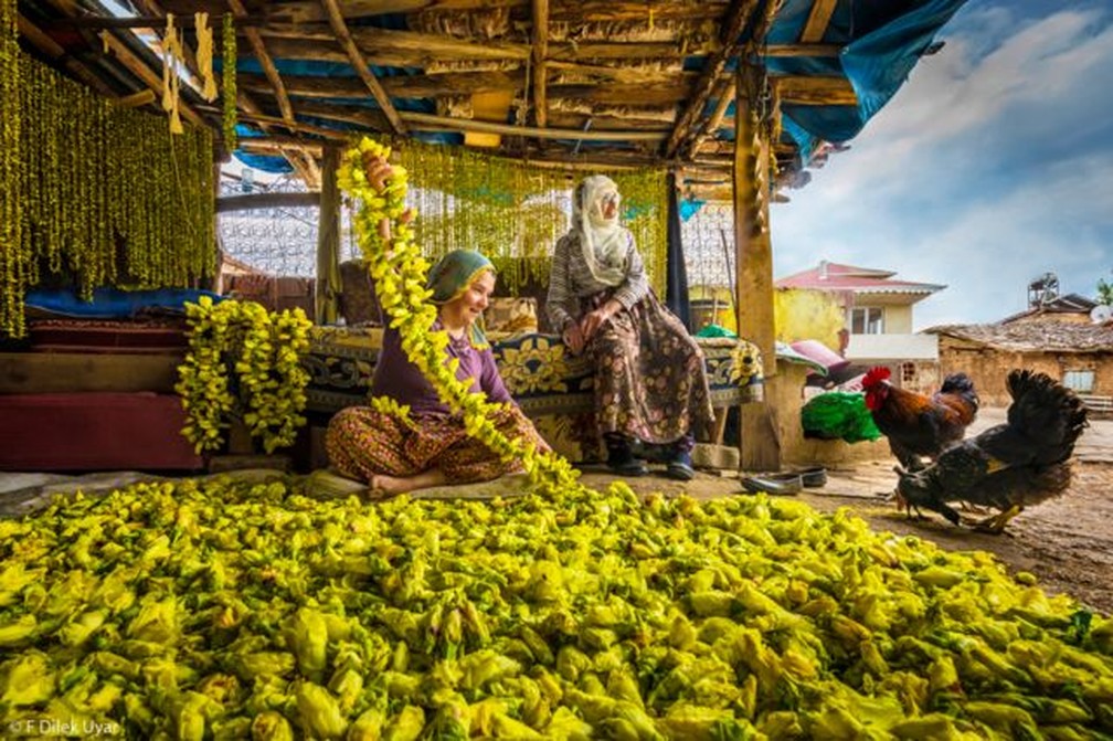 "Secagem de flores de quiabo em Tokat, Turquia. As mulheres colhem flores de quiabo do campo e as arrumam em uma corda, então as flores secas caem e o quiabo fica pronto para ser usado no inverno." — Foto: F DILEK UYAR