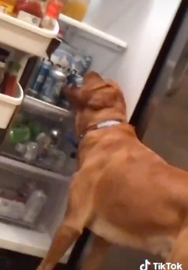 Cão garçom? Vídeo de pet treinado para pegar cerveja para o dono viraliza (Foto: Reprodução/Instagram)