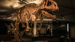 Com 12m de comprimento, 4m de altura e 6 toneladas, o Tyrannotitan, ou gigante tirano, estará na ala Carnívoros da Patagônia — Foto: Divulgação/Caio Gallucci