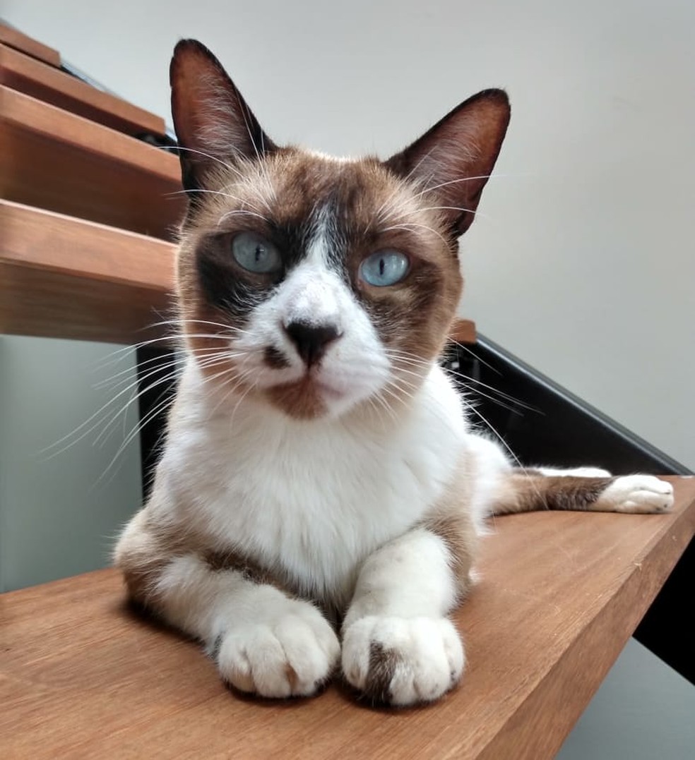 Gato morreu após ser atingido por tiro em Boituva (SP) — Foto: Arquivo Pessoal